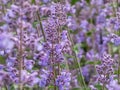 The Catmint and Faassen\'s catnip (Nepeta faassenii) flowering with two-lipped, trumpet-shaped, soft lavender